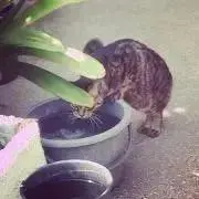 kanの画像