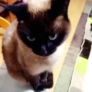 ベル