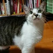 こた