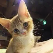ぽぽ