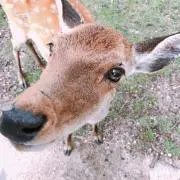 とも【即購入歓迎】の画像