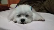 ももちゃん　プロフ読んでねの画像