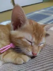にゃんPの画像