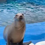 Swanの画像