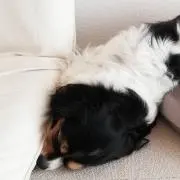 ゆた