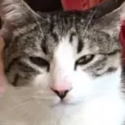 あんにん