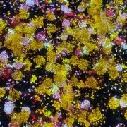 anzuyaの画像