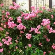 ばく