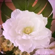 ユリの花ちゃんの画像