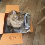 Kako