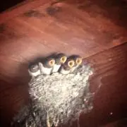 ままみ