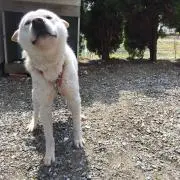 やすの画像