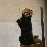 ak