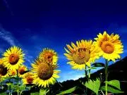 Sunflower　プロフ御一読下さいの画像