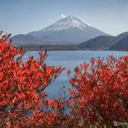 ララの画像