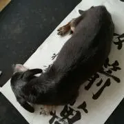 うにままの画像