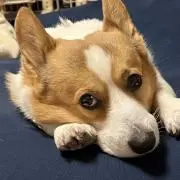 テル