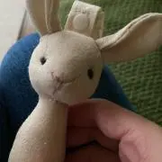 ありの画像