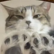 てもの画像