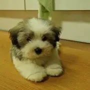かしおまん