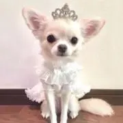 lvy