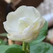 un mane’geの画像