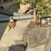 papapaの画像