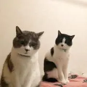 ハルランの画像