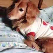 あけみ(たれぱんだ求む)