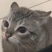 いとう