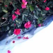あーる＊コメントや購入前にプロフ必読:)の画像