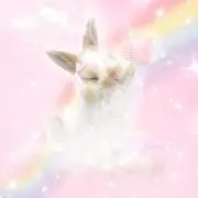 えむちゃんの画像