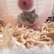 きー