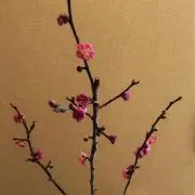 胡桃の画像
