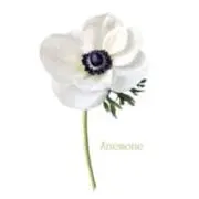 Anemoneの画像