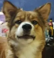 そんぽん