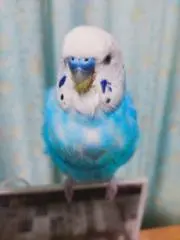 kanmin4486の画像
