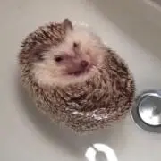ここみつの画像