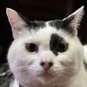 ダッチー