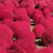 IMUKの画像