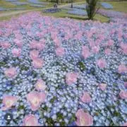 ぽんたの画像