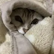キャプテン。の画像