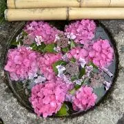 りおとキングの画像