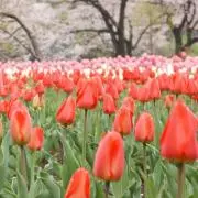 ri.tonの画像