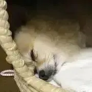 HYの画像