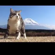 キジトラの画像