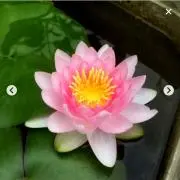 すいれん(プロフ必読)の画像