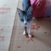 KENZOの画像