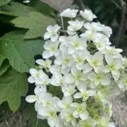 yuuyuuの画像