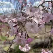 ぽぽたん